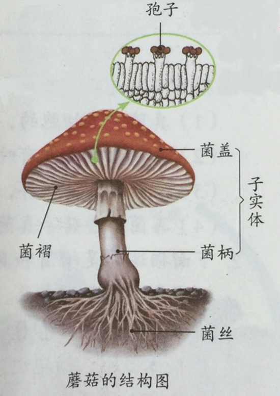 蘑菇孢子印画图片